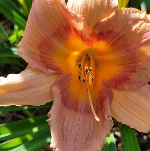 Meet your Posher, Delane